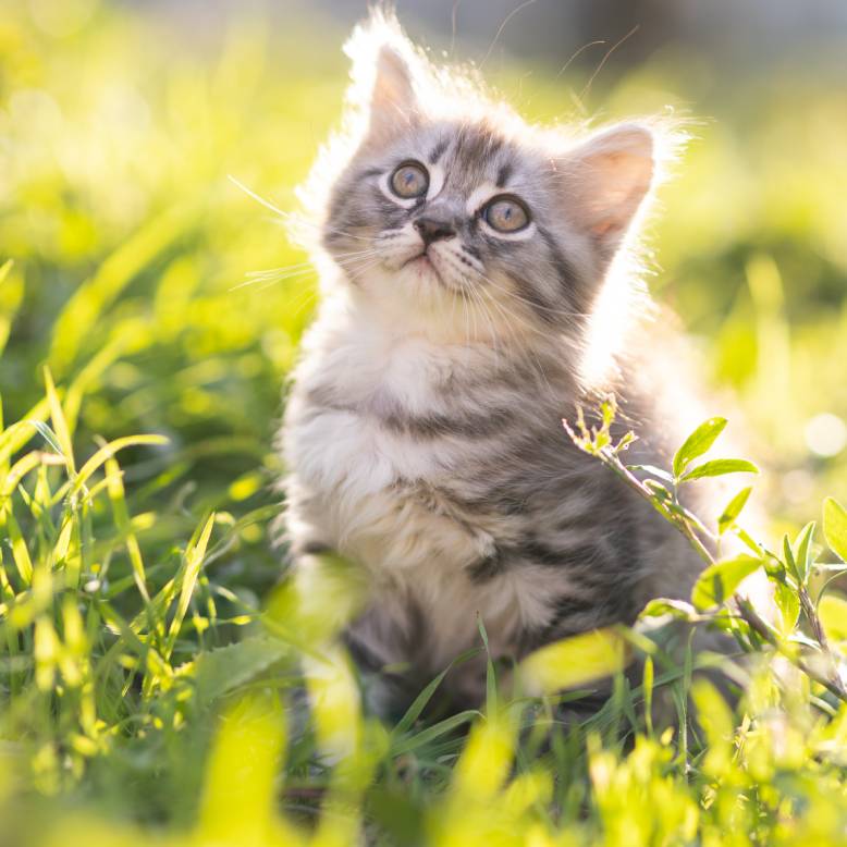 a kitten sitting in grass