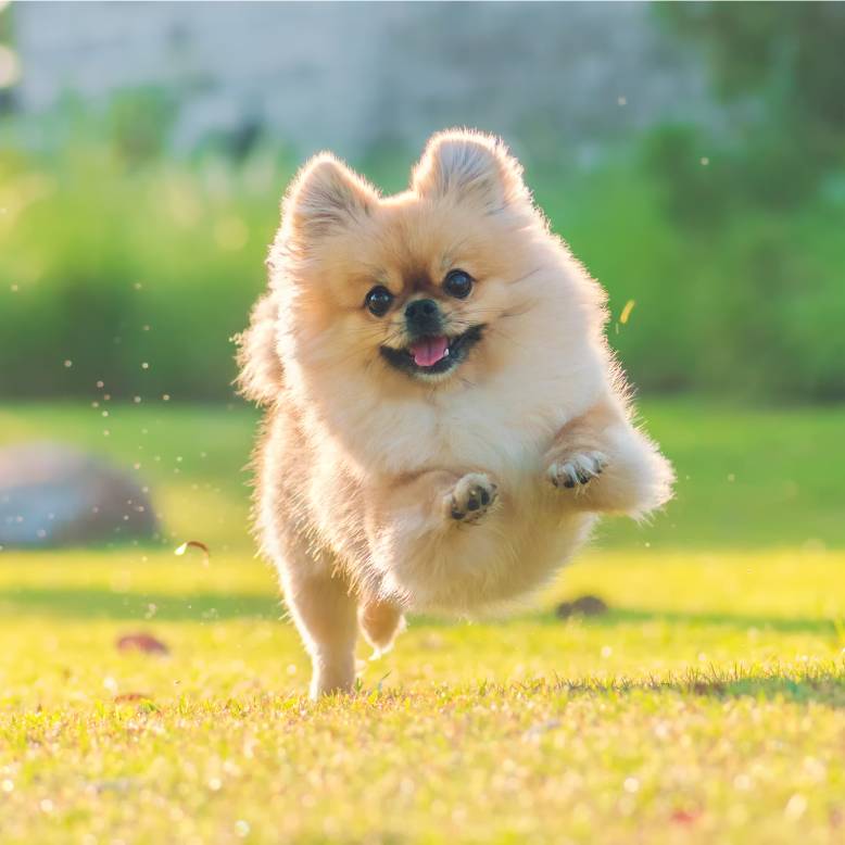 Happy Pomeranian running in garden