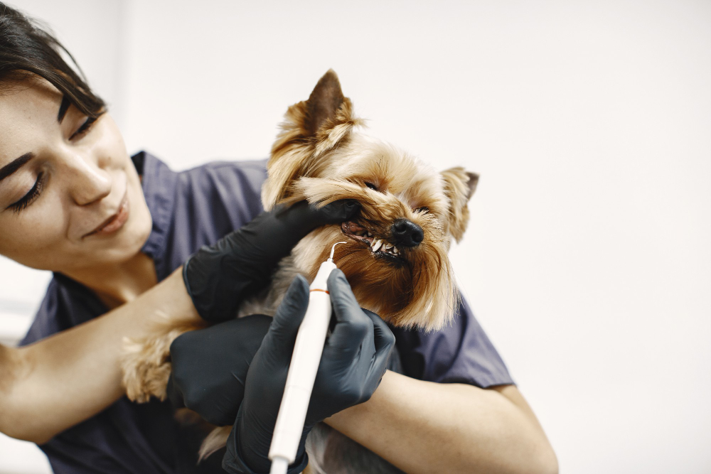 brushing-teeth-process-small-dog-sits-table-dog-brushed-by-professional