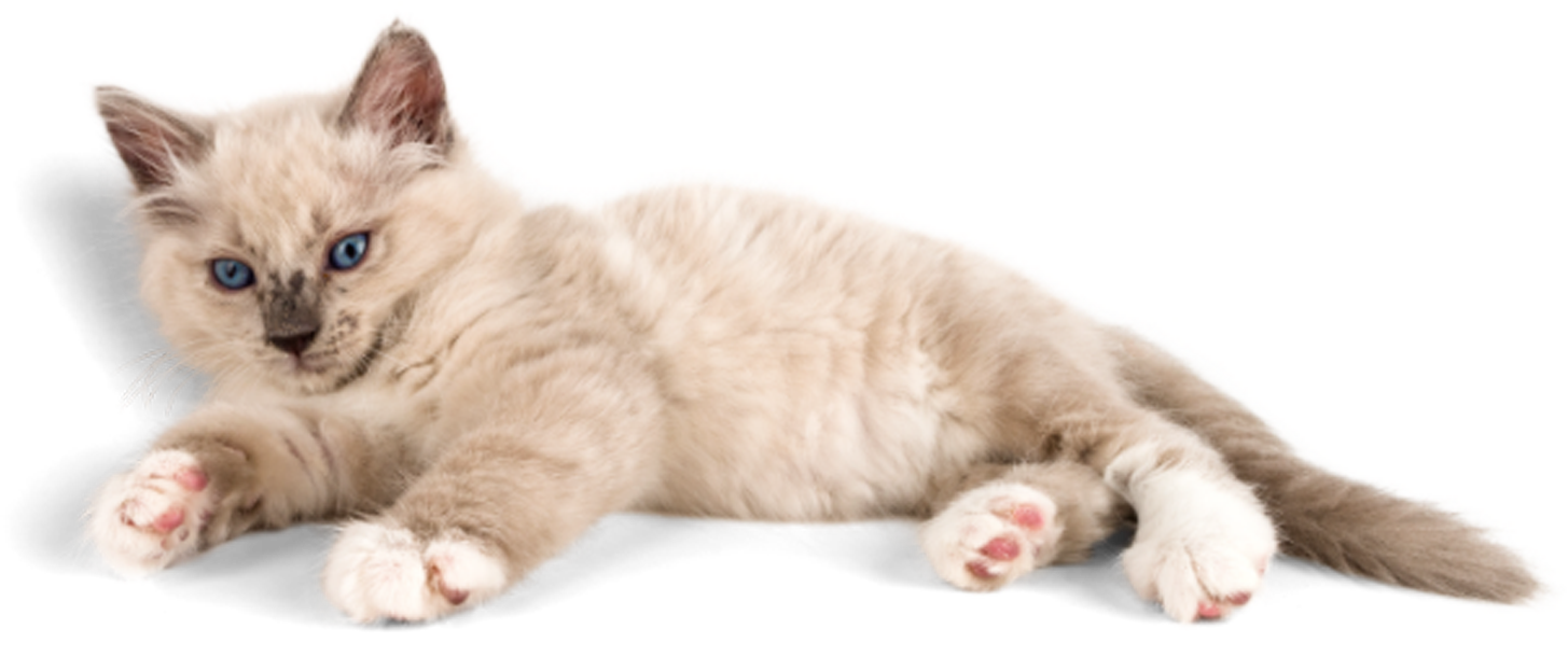 Blue eyed cat lying on its back