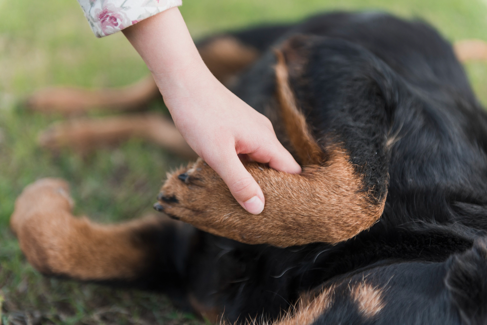 close-up-human-hand-holding-dog-s-paw