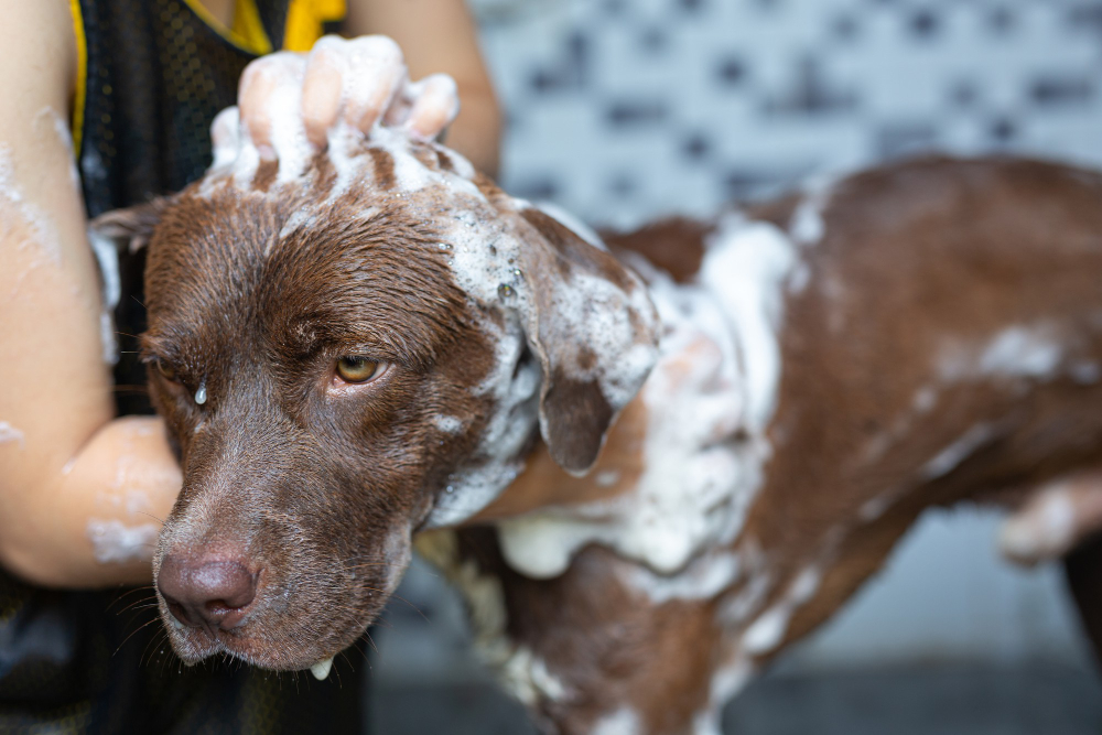young-woman-taking-bath-with-her-favorite-dog-world-dog-love-day-concept