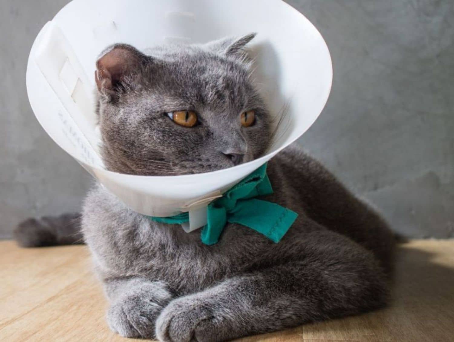 A cat wearing a surgical cone