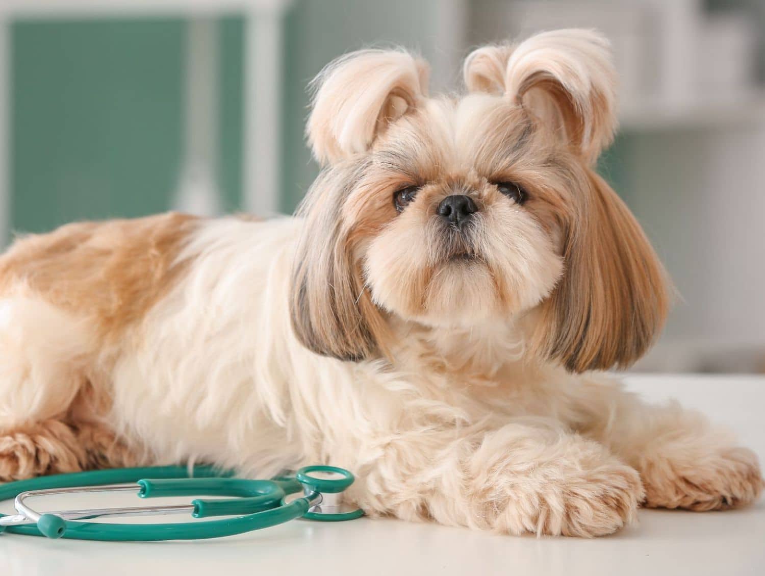 A dog wearing a stethoscope rests on a table