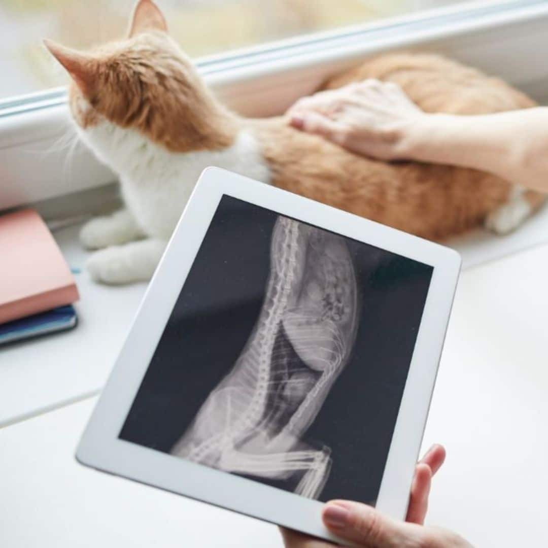 A person holds a tablet displaying an X-ray image of a cat