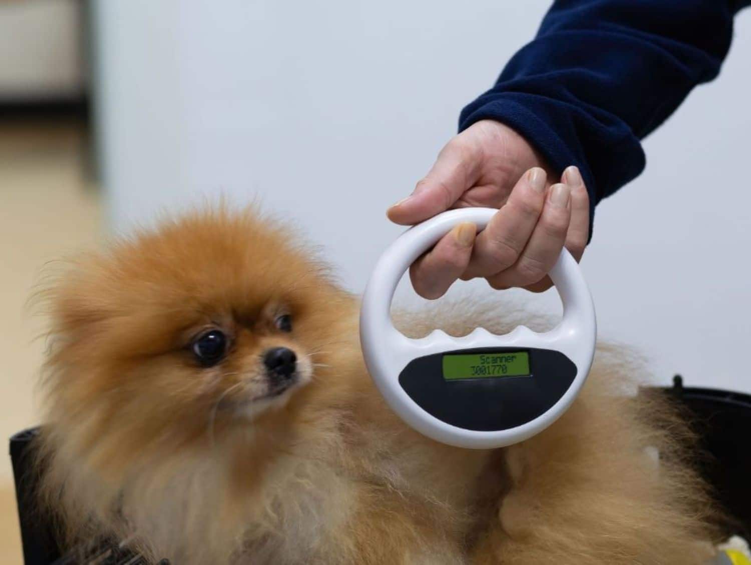 Pet microchipping