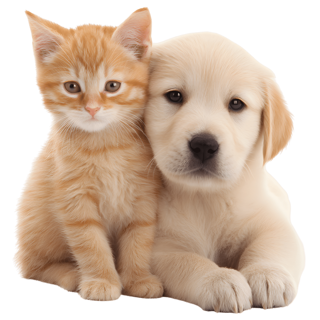 Puppy and kitten