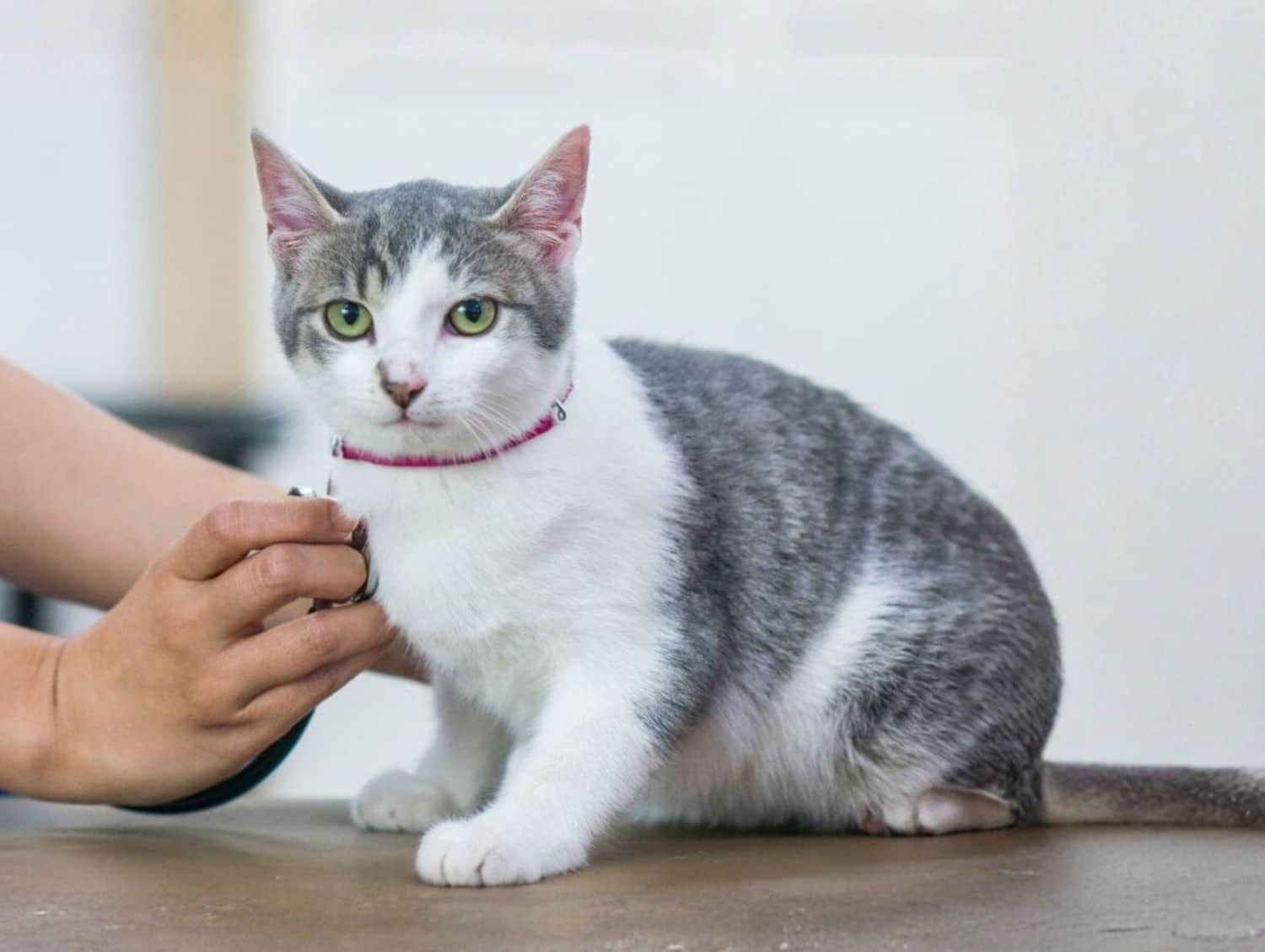 cat getting a checkup with a stethoscope