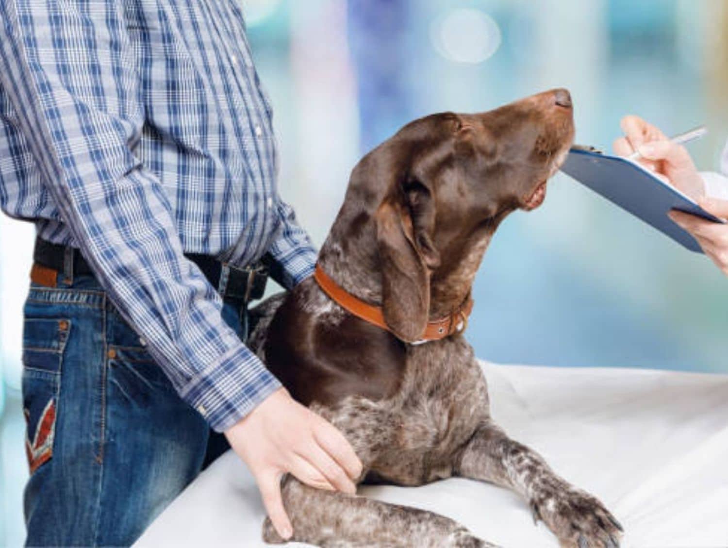 dog at a veterinary checkup with owner and vet