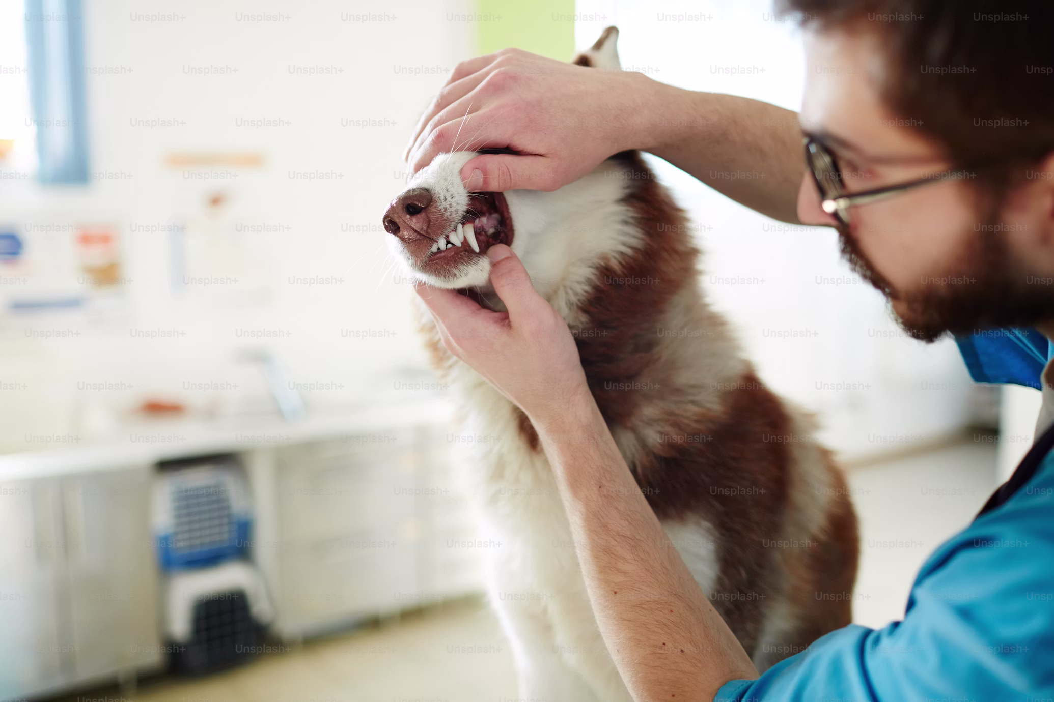 premium_photo-1661832826867-b512bff52041 Dog undergoing dental examination by veterinarian.